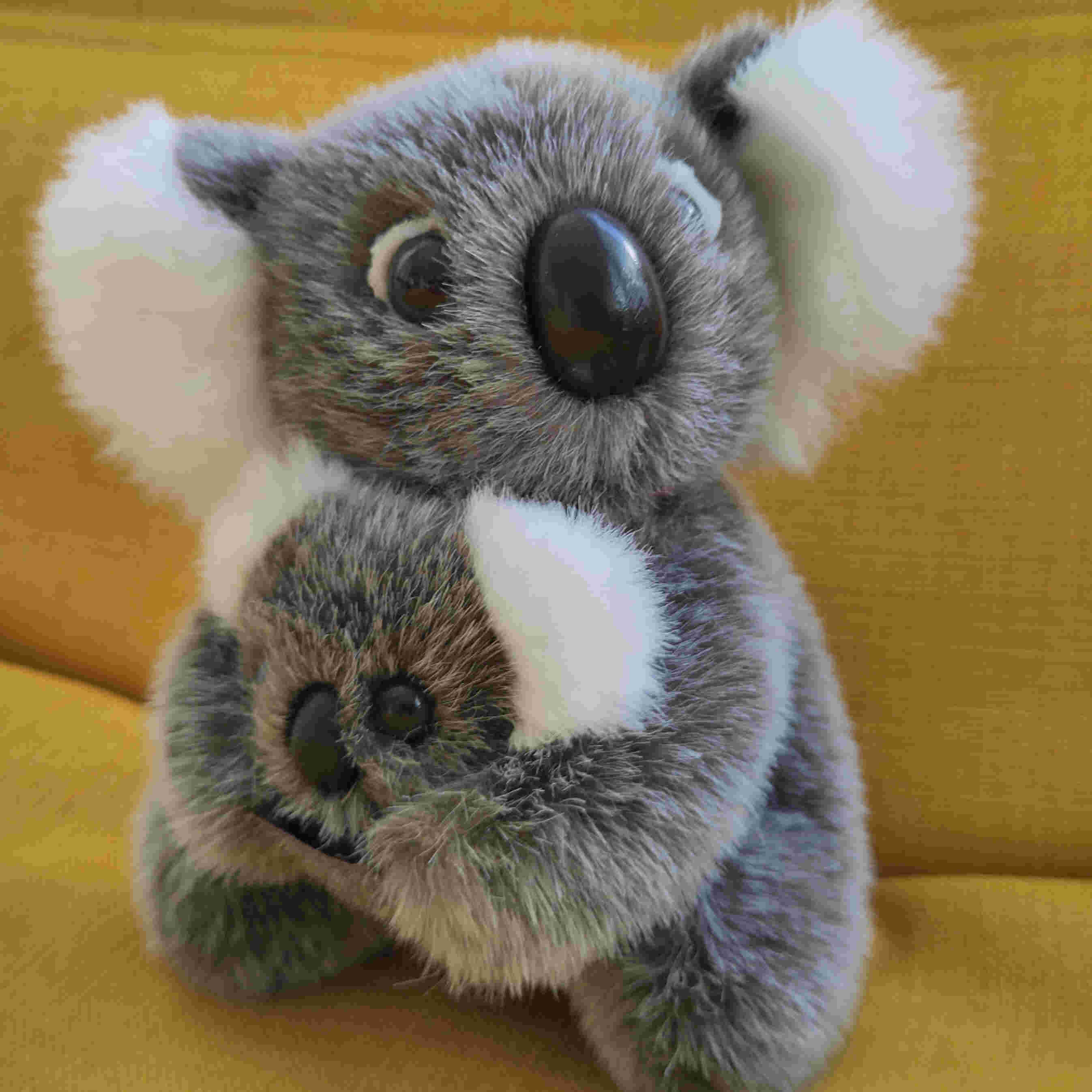 Koalas